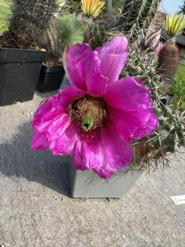 Echinocereus hempelii